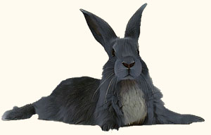 Сгенерированное изображение кролика